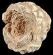 Flower-Like Sandstone Concretion - Pseudo Stromatolite #62233-1